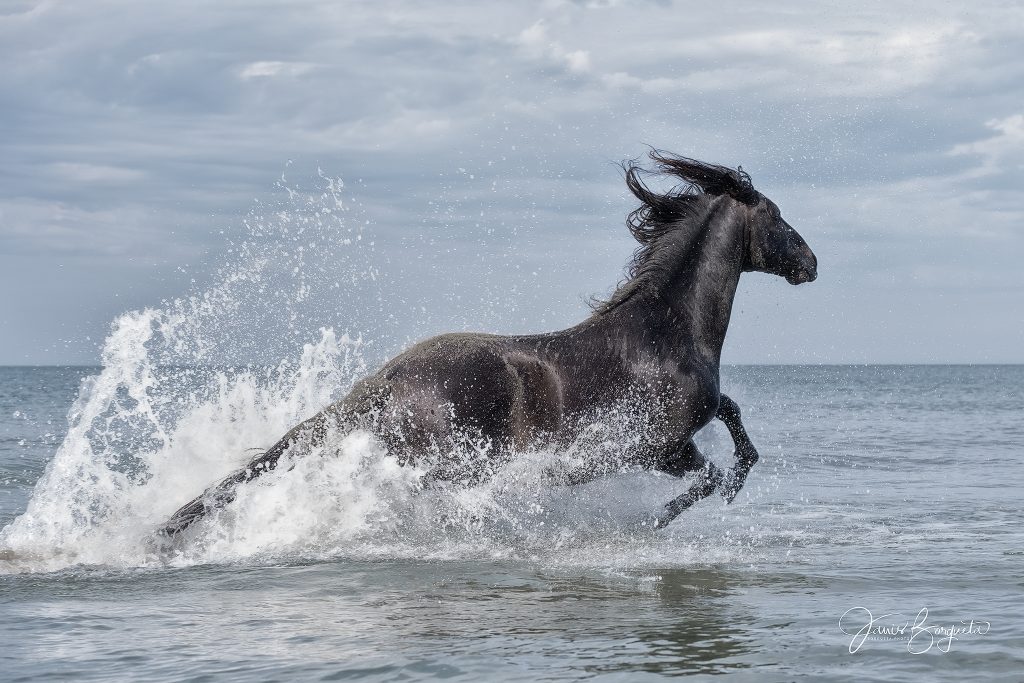 Photo of Black Stallion
