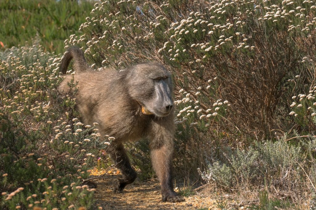 Baboon in Cape Town, South Africa