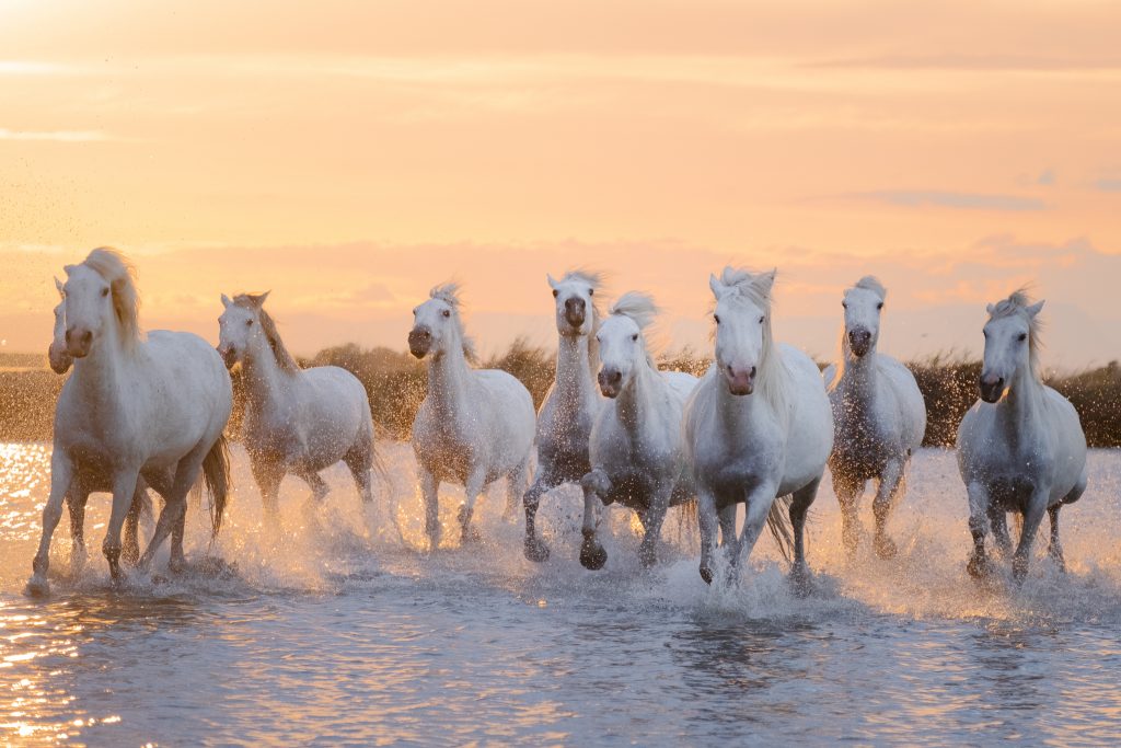Wild White Horses of the Camargue