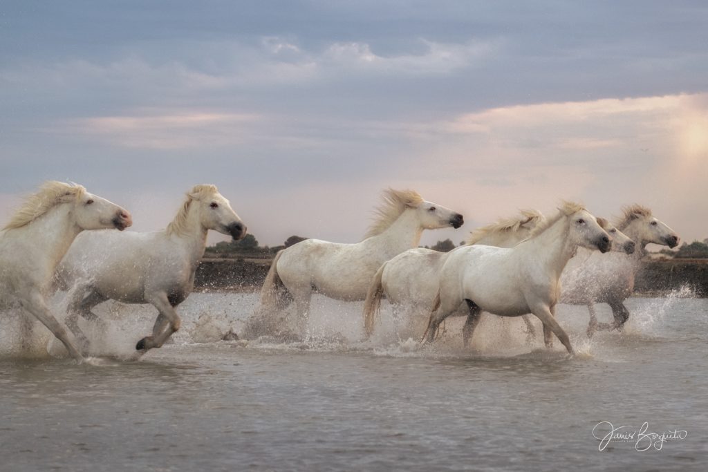Wild horses of the Camargue