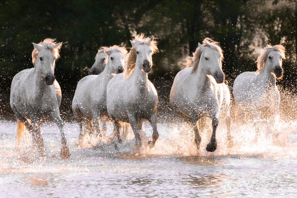 Horses Galloping in the Camargue