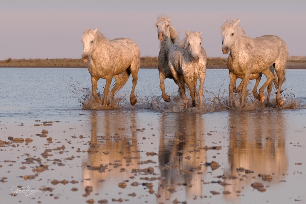 Wild Horses of the Camargue