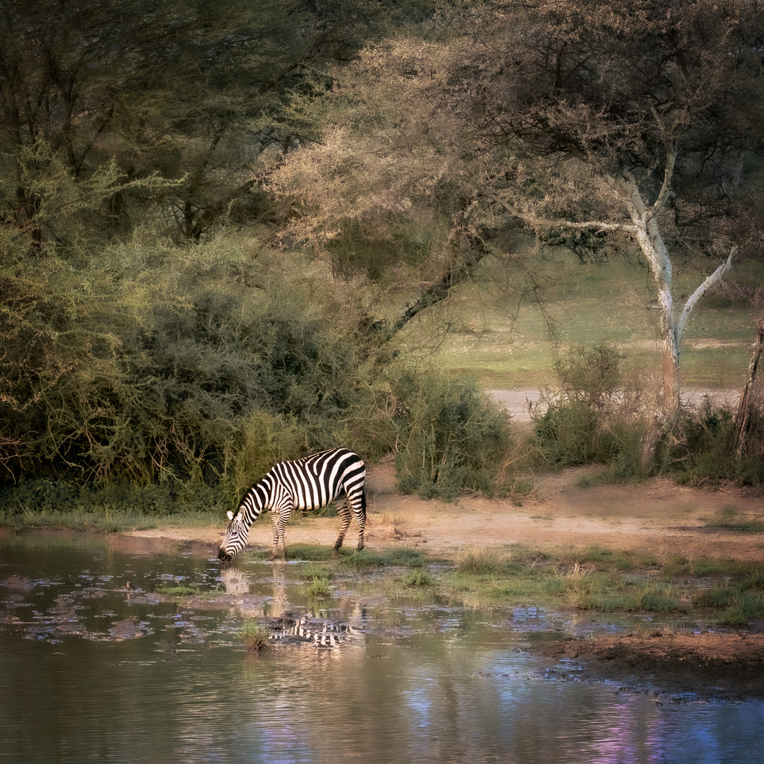 Zebras drinking water from river